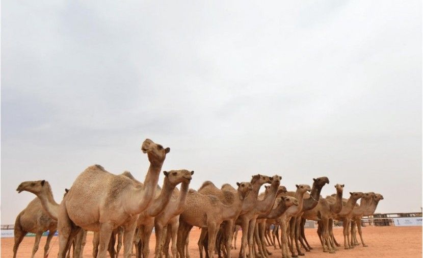 هنا- اسماء المشاركين في مزاين الملك عبدالعزيز 1440 من فئة الجمل وفئة الفردى