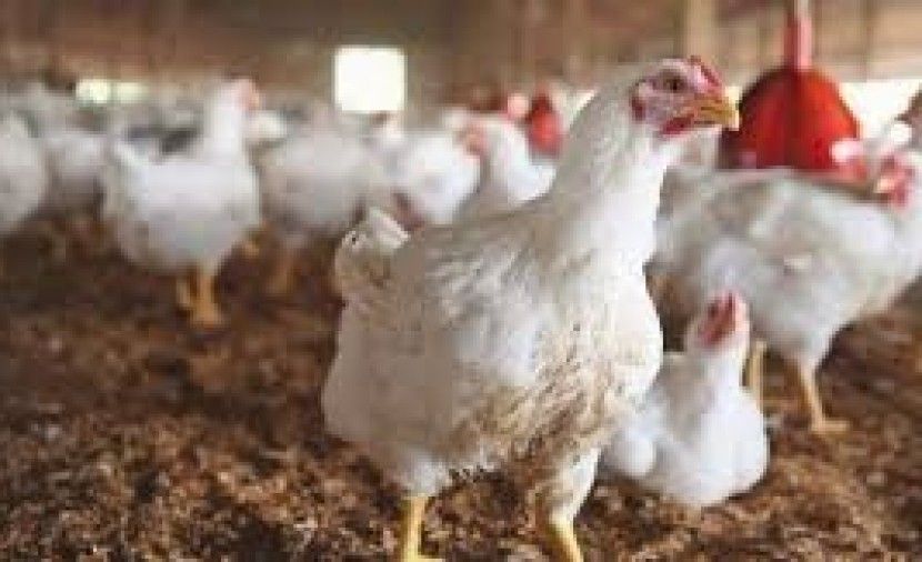 ما أثر المنخفض الأخير على الثروة الحيوانية والمحاصيل الزراعية بغزة ؟