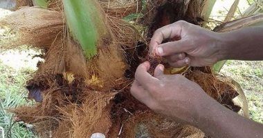 "الزراعة" : حزمة ارشادية للنخيل لبدء التلقيح ومواجهة حشرة ثمار البلح المخزن