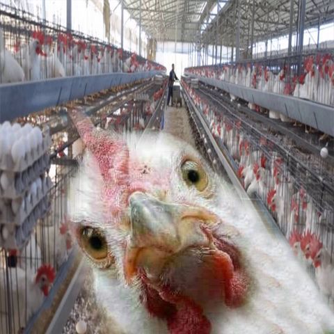 تابع-بورصة الدواجن وأسعار الدواجن العمومية اليوم الثلاثاء 02 أبريل 2019 بورصه الفراخ Egypt | أسعار...