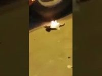 بالفيديو.. شاب يشعل النار فى "قطة" بـ طنطا