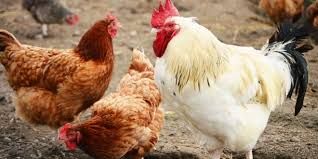 “أضف” أسعار بورصة الدواجن وأخر أسعار الفراخ بأنواعها اليوم الإثنين الموافق 27/5/2019...