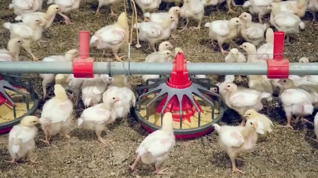 بورصة الدواجن اليوم السبت العمومية والرئيسية 20/7/2019 وأسعار الدواجن