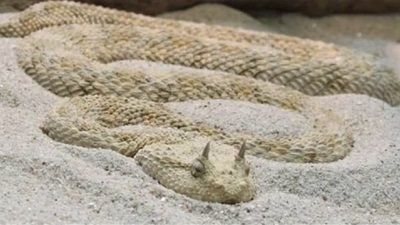 ثعبان الطريشة القاتل في التجمع الخامس .. سماح أنور وشيرين رضا عن ظهوره: قتل الكلاب السبب