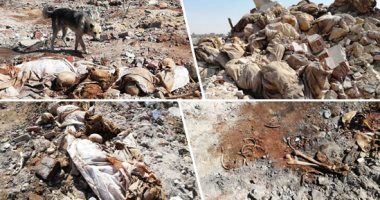 رفات الموتى طعام للكلاب بمقابر عين الحياة.. الأهالى: محافظة القاهرة نقلت الجبانات و"نسيت"...