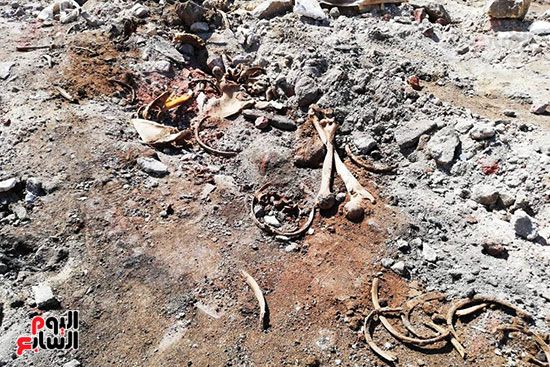 رفات الموتى طعام للكلاب بمقابر عين الحياة.. الأهالى: محافظة القاهرة نقلت الجبانات و"نسيت"...