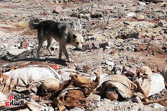 رفات الموتى طعام للكلاب بمقابر عين الحياة.. الأهالى: محافظة القاهرة نقلت الجبانات و"نسيت"...