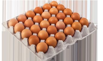 أسعار بورصة الدواجن الرئيسية اليوم الأثنين 16 سبتمبر أسعار الفراخ البيضاء اليوم بورصة البيض |بورصه...