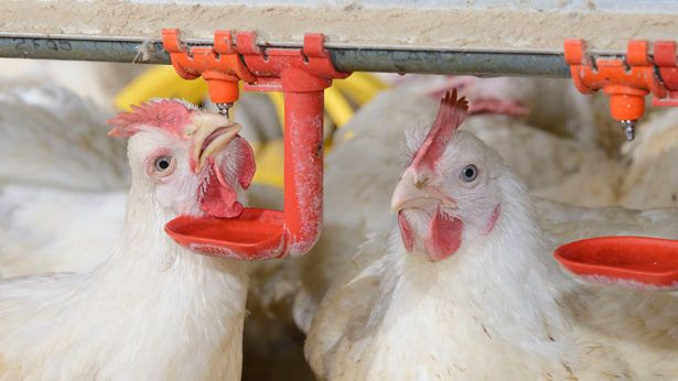 أسعار بورصة الدواجن الرئيسية اليوم الأثنين 16 سبتمبر أسعار الفراخ البيضاء اليوم بورصة البيض |بورصه...