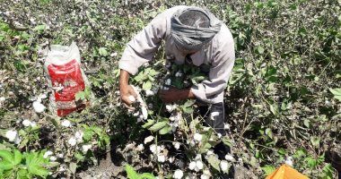 الذهب الأبيض يستعيد تاجه.. تفاصيل خطة الحكومة لإنقاذ مزاعى الأقطان بالصعيد بـ450 مليون جنيه.. عزة...