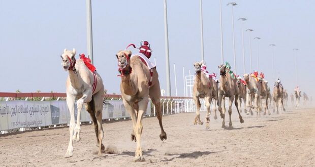تواصل الإثارة والمنافسة فـي مهرجان سباقات الهجن الأهلية الحادي والعشرين بميداني البشائر والفليج