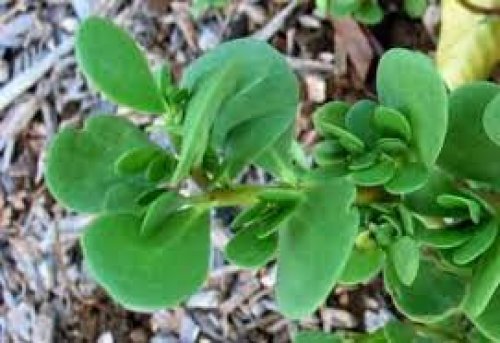 اكبر اكتشافات القرن في مجال الطب .. هذه العشبة الجبارة قادرة على القضاء على خفض سكر الدم وزيادة إنتاج الإنسولين