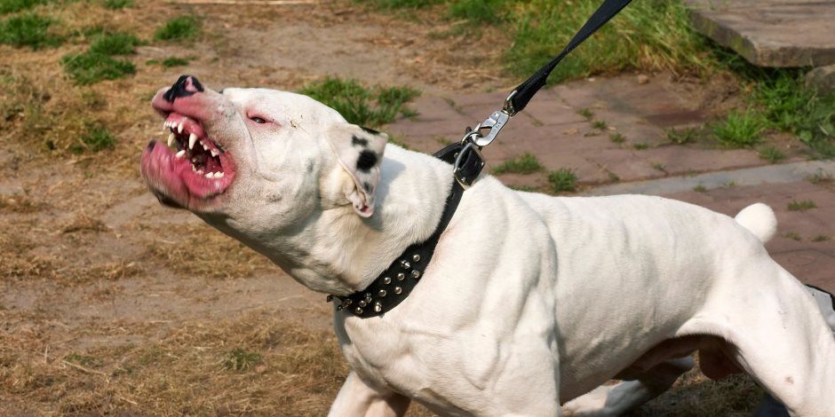 القانون يحظر دخول الحيوانات الخطرة والكلاب غير المرخصة التجمعات السكنية