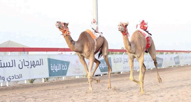 ستة وثمانون شوطا فـي المحطة الثانية لسباقات الهجن الأهلية بميداني البشائر والفليج