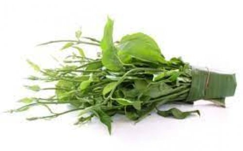 أقوى مليون مرة من إبر الانسولين.. عشبة خارقة تخفض مستوى السكر في الدم فوراً وتقلل من تركيز الجلوكوز .. جربيها انت ولاتتردد