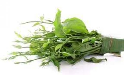 أقوى مليون مرة من إبر الانسولين.. عشبة سحرية تخفض مستوى السكر في الدم فوراً وتقلل من تركيز الجلوكوز .. جربيها انت ولاتتردد