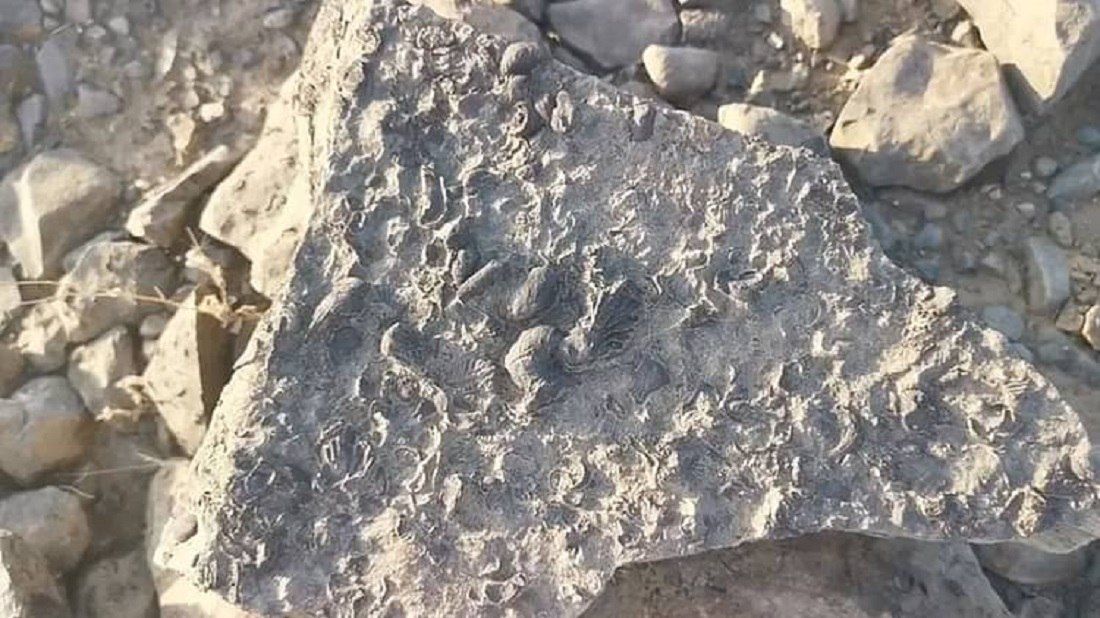 اتفرج بالصور.. مواطن سعودي يعثر على «كنز ثمين» في منطقة جازان ويعود عمره لملايين السنين