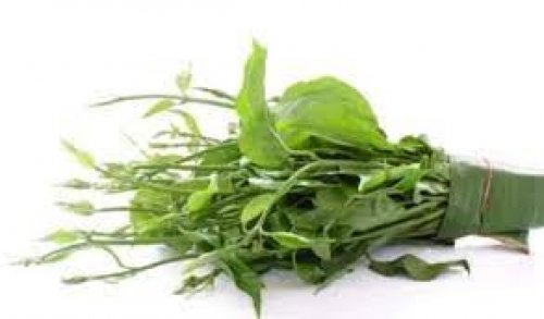 أقوى مليون مرة من إبر الانسولين.. عشبة سحرية خارقة تخفض مستوى السكر في الدم فوراً وتقلل من تركيز الجلوكوز .. جربيها انت ولاتتردد