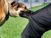 كلب يهاجم طفل سعودي بالقريات وهذه كانت النتيجة الصادمة!!.. اتفرج