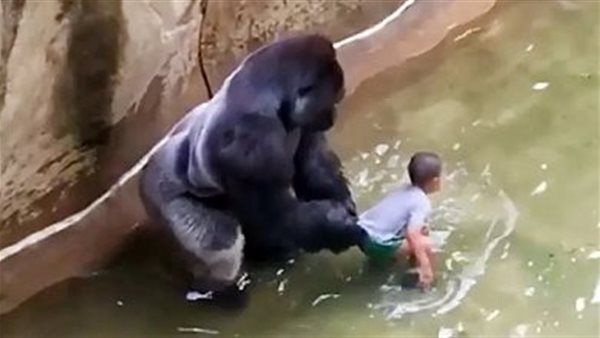 اتفرج الصدمة..غوريلا عملاقة تسحب طفل أمريكي وتجره الى قفصها والنتيجة مرعبة وسببت صدمة للجميع