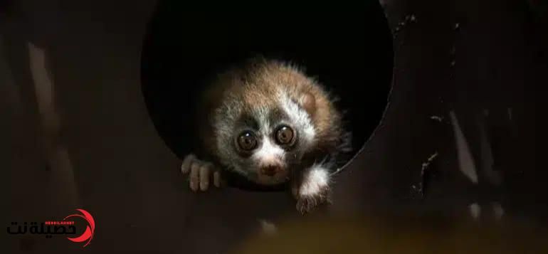 فتاه سعودية تعثر على حيوان لطيف فقامت بأخذه إلى البيت وبعد 3 ساعات حدثت الصدمة!!