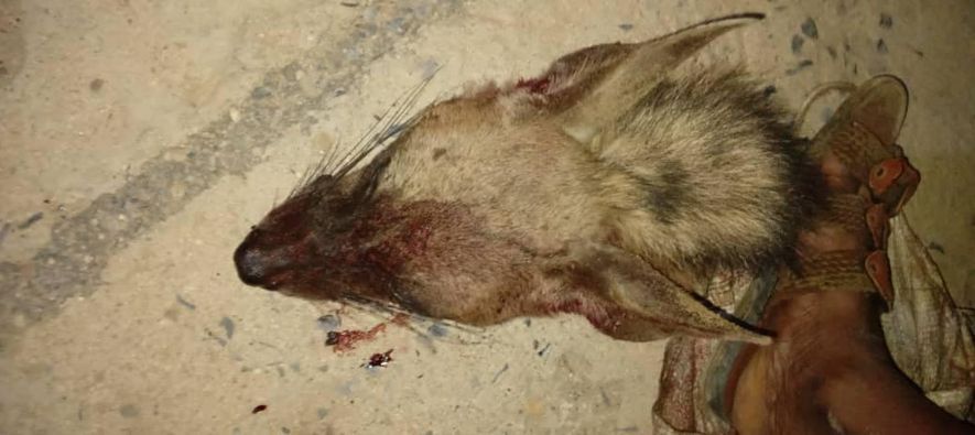 حيوان مفترس يُهاجم أسرة يمنية في المحويت لتحدث مفاجأة في النهاية (صور)