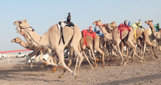انطلاق المحطة الثالثة للمهرجان السنوي لسباقات الهجن الأهلية بولاية أدم