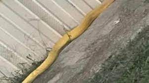 السعودية..ظهور ثعبان ضخم يرعب الناس و يلتهم كل من وقف أمامه..اتفرج