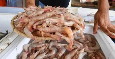 أخبار اليمن : تحذير هام من وزارة الثروة السمكية لصيادي الجمبري