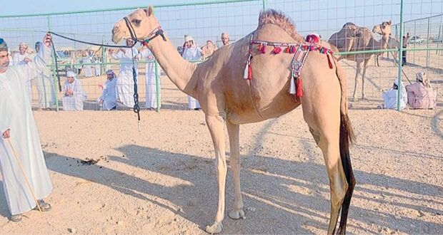 بدء سباقات الهجن الأهلية بولاية ثمريت