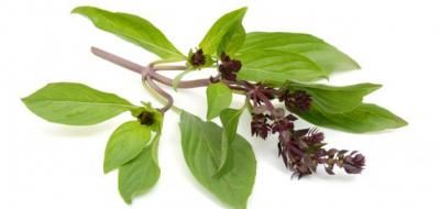 9 فوائد مذهلة لأوراق الريحان.. صيدلية متكاملة