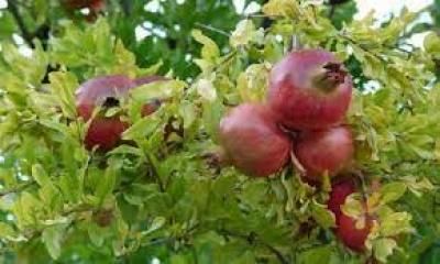 أخبار اليمن : دراسة تكشف عن فوائد “الرمان” للمصابين بهذه الأمراض