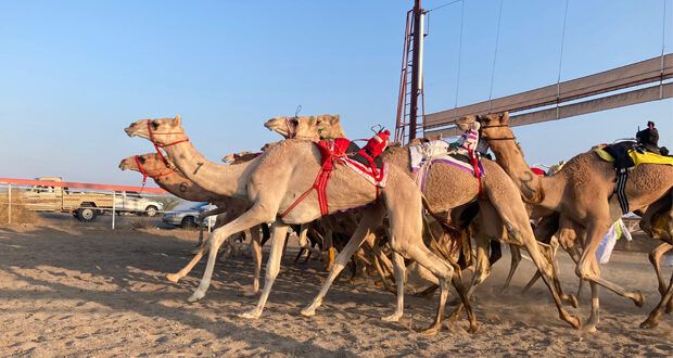 اليوم ..انطلاق المحطة السادسة لسباقات الهجن الأهلية بمضمار الفليج ببركاء