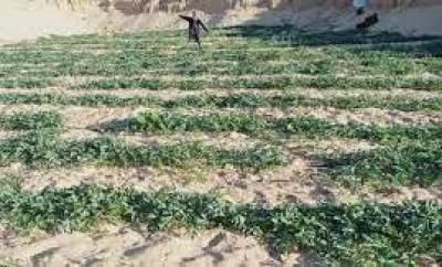 تزرع في اليمن.. 8 فوائد صحية لبذور هذه النبتة .. تعرف عليها