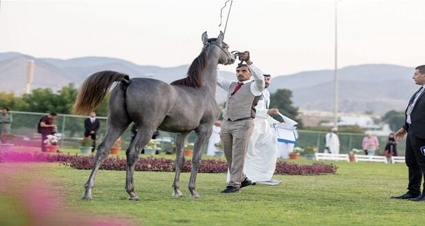 ختام مثير لبطولة الرباطية المحلية لجمال الخيل العربي بمنتزه القرم