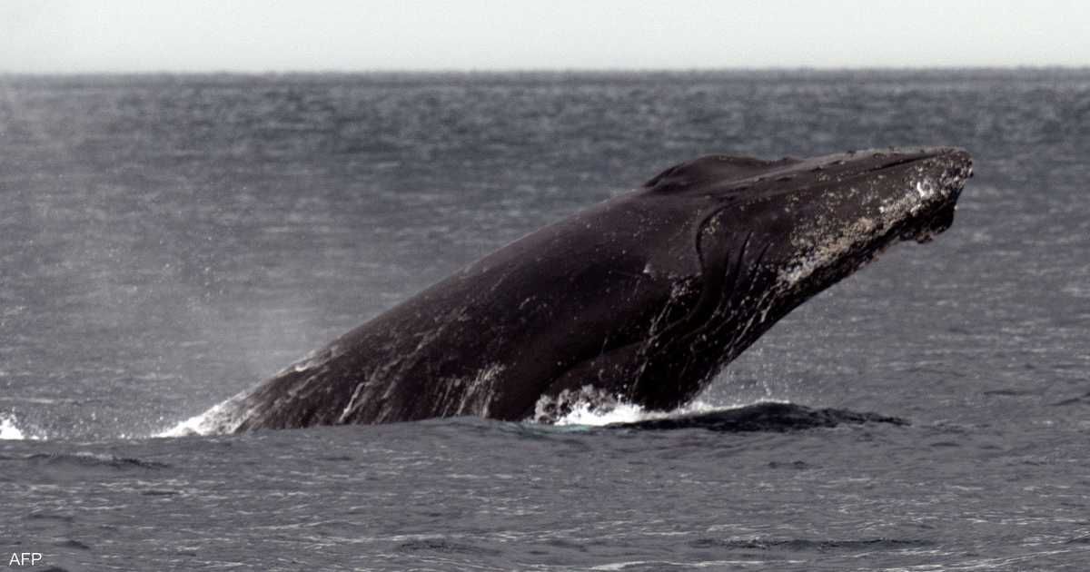 العالم اليوم - لأول مرة.. حديث بين حوت و علماء استمرّ لـ20 دقيقة