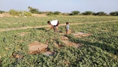 أخبار اليمن : تزرع في اليمن.. 6 فوائد لتناول هذه النبتة في الشتاء