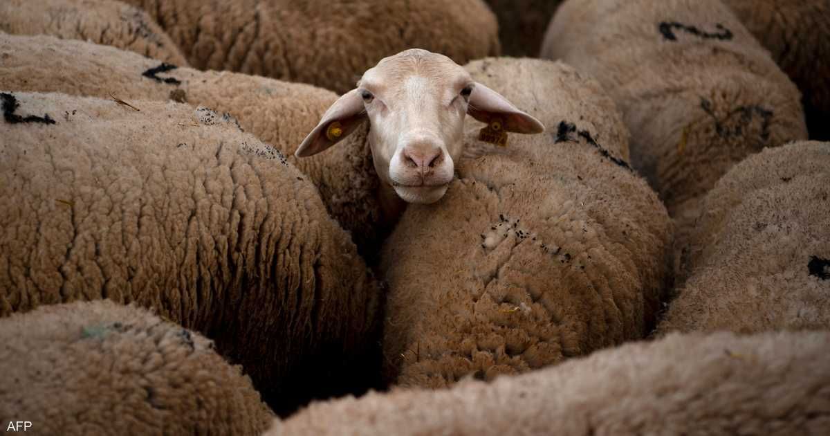 العالم اليوم - رغم الثروة الحيوانية الضخمة.. أزمة لحوم تهدد رمضان ليبيا