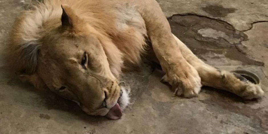 العثور على أسد يتجول فى شوارع التجمع