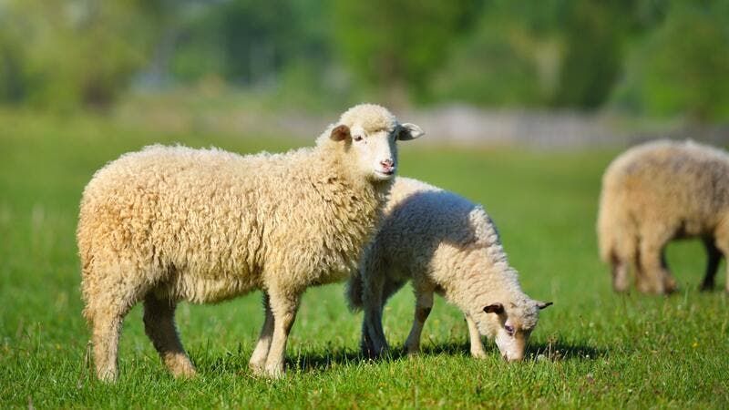 رأس الخيمة تحدد ساعات العمل في المقاصب خلال عيد الأضحى المبارك