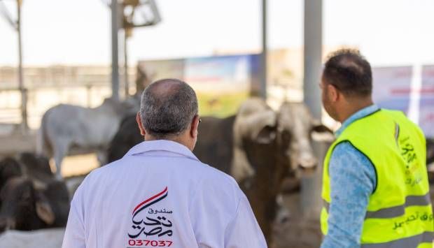 «تحيا مصر» يطلق مبادرة «أضاحي» لتوزيع اللحوم على الأسر الأولى بالرعاية