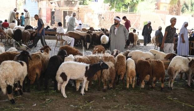 عقد النية والتكبير بعد التسمية.. آداب وسنن الأضحية (صورة)