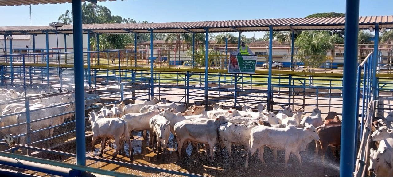 التحالف الوطني.. ذبح الأضاحي في البرازيل (صور)