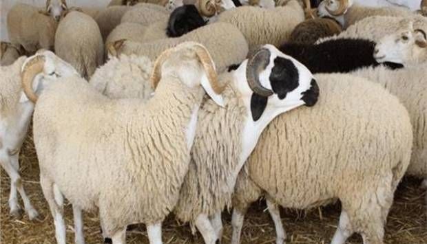 آخر ميعاد لـ ذبح الأضحية في العيد.. وكيفية توزيع اللحم