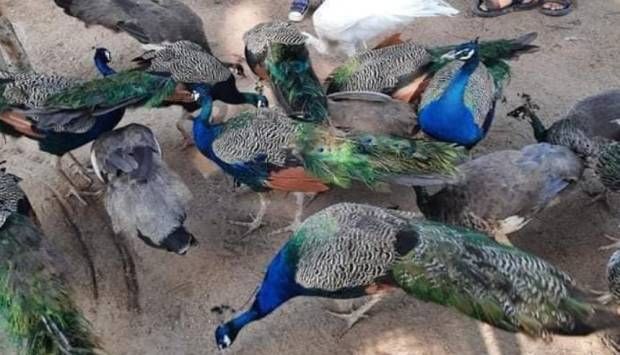 زيادة ملحوظة.. اعرف عدد زوار حديقة حيوان الإسكندرية خلال أيام العيد