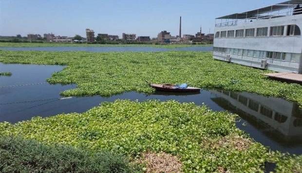 «الري» ترد على فيديو ظهور نبات بأعداد تصل للمليارات في نهر النيل