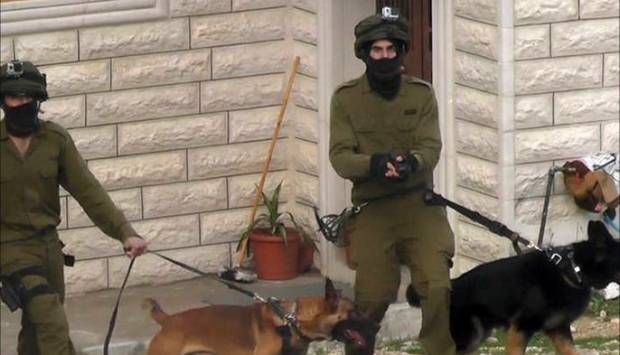 المرصد الأورومتوسطي: الاحتلال يستخدم الكلاب البوليسية في مهاجمة الفلسطينيين