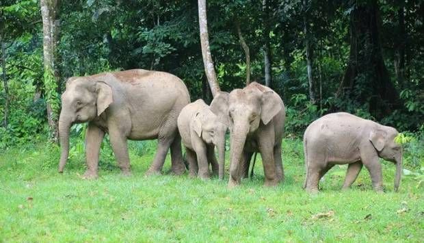 بسبب البشر.. أفيال بورنيو معرضة لخطر الانقراض 