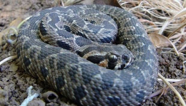 «أفعى فلسطين السامة» تنهي حياة شاب أردني