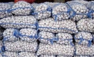 أخبار اليمن : الثوم يخفض نسبة السكر والكوليسترول في الدم